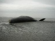 Pottwalstrandung vor Norderney