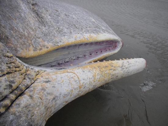 Pottwalstrandung vor Norderney