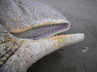 Pottwalstrandung vor Norderney