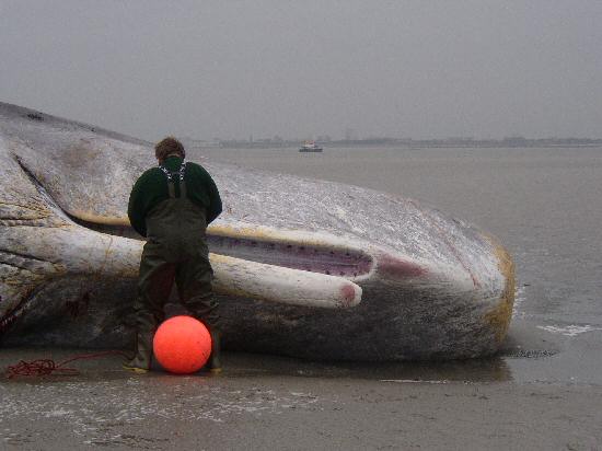 Pottwalstrandung vor Norderney