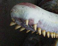 Pottwalstrandung vor Norderney