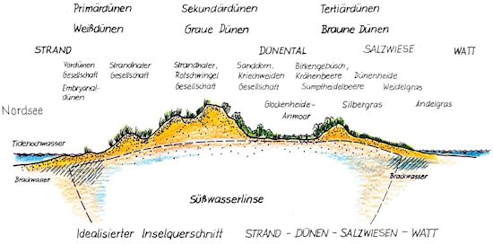 Entstehung einer Vordüne