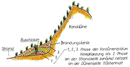 Entstehung einer Vordüne