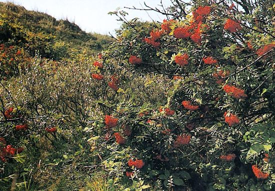 Vogelbeere Vogelbeere