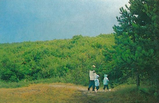 Schutzgehölz aus Birke (Betula pubescens) und Aspe (Populus tremula)