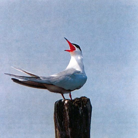 Flußseeschwalbe (Sterna hirundo)