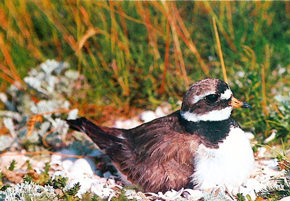 Der Sandregenpfeifer (Charadrius hiaticula) brütet. Der Sandregenpfeifer (Charadrius hiaticula) brütet.