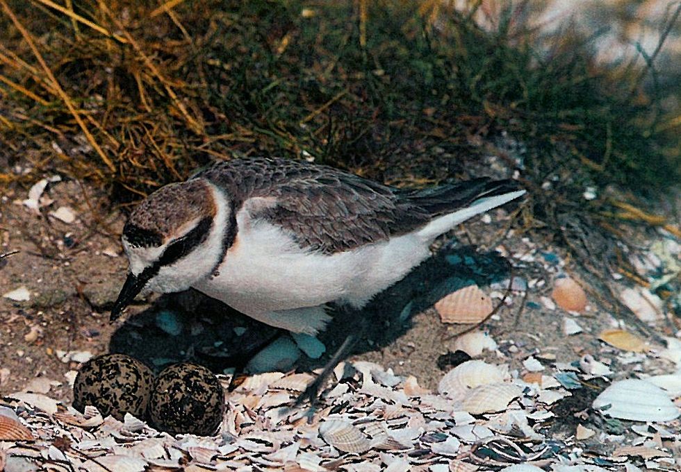Der Seeregenpfeifer (Charadrius alexandrinus) behütet sein Nest.