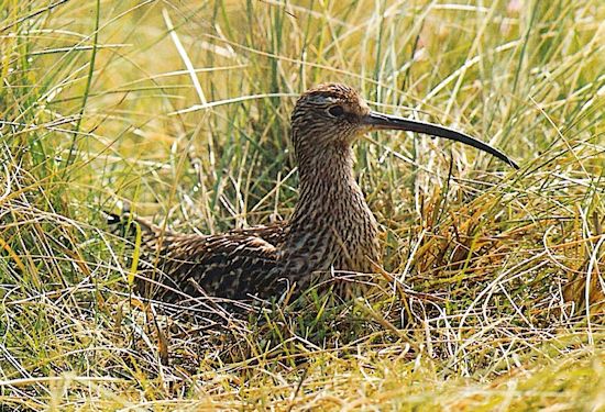 Der Große Brachvogel (Numenius arquata) beim Brutgeschäft auf der Insel Spiekeroog.