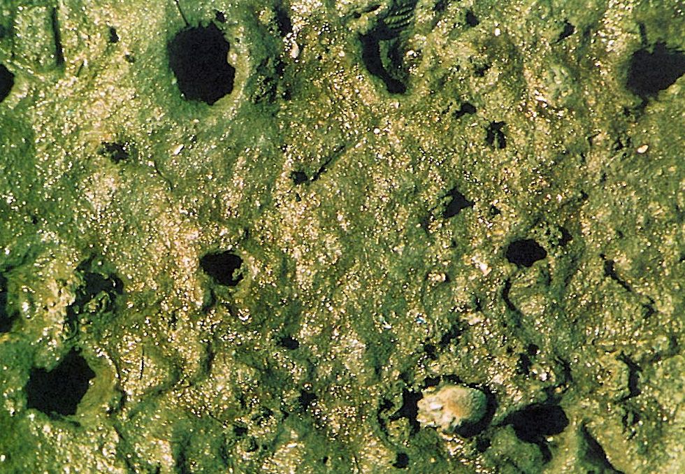 Die Sandklaffmuschel (Mya arenaria)