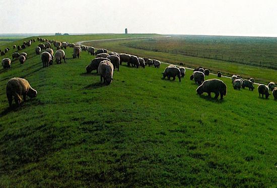 Grüner Deich mit Pflege durch Schafbeweidung