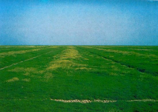 Beetstruktur des Deichvorlandes