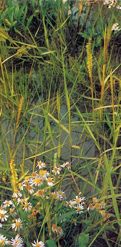 Artenreicher Bewuchs der jungen Andelzone