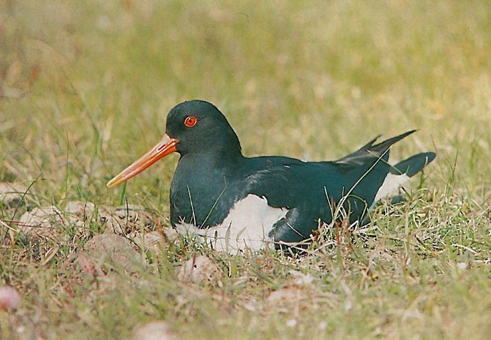 Ein brütender Austernfischer (Haematopus ostralegus), dessen rote Beine hier unsichtbar sind.
