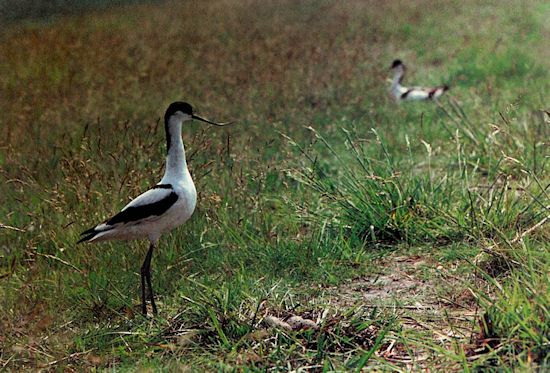 Ein Säbelschnäbler