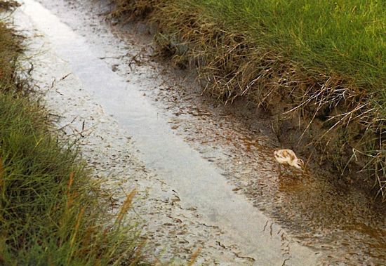 Ein Säbelschnäblerküken