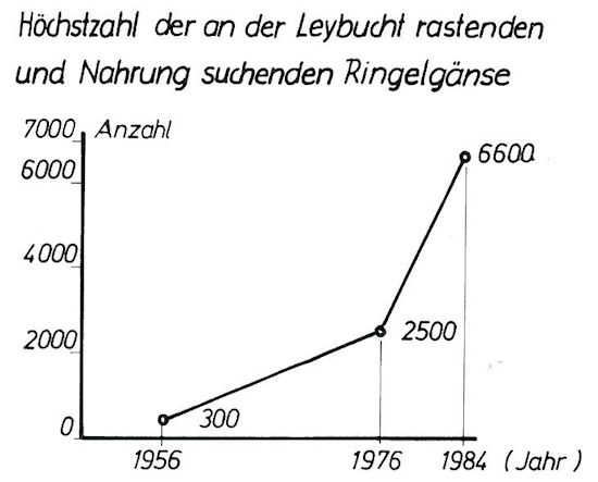 Höchstzahl der an der Leybucht rastenden und Nahrung suchenden Ringelgänse