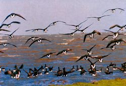 Landung von Ringelgänsen in der Leybucht.