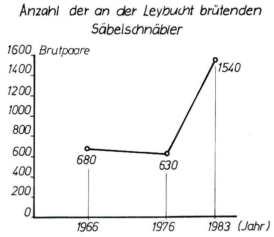 Anzahl brütender Säbelschnäbler