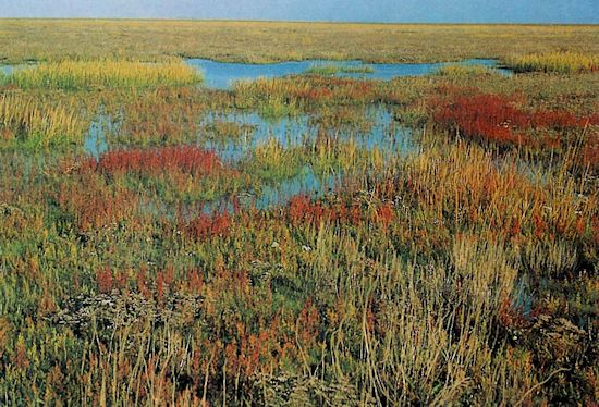 artenreiche Salzwiese