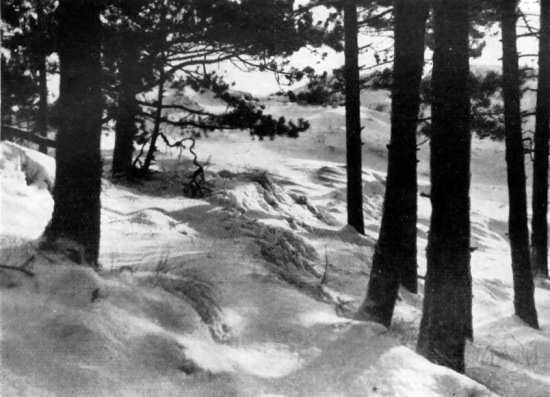 Winterlicher Inselwald