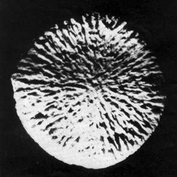 Walfischrückenwirbel